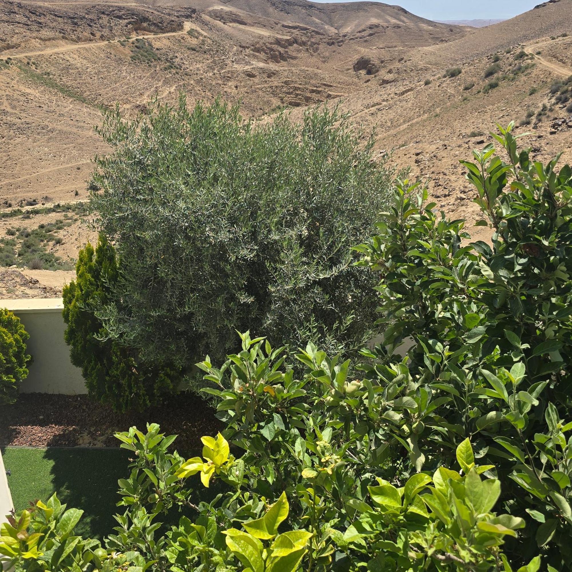 Villa " Arada " Luxury House Exterior foto